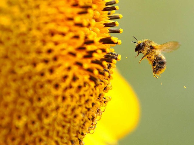 Biene im Anflug &#8211; wurde sie von umstrittenen Wirkstoffen verschont?  | Foto: dpa