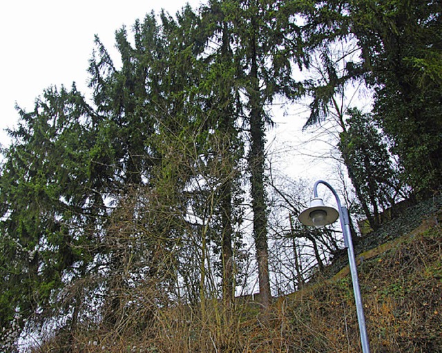 Die Fichten am Treppenaufgang zum Amolterer Friedhof fallen vorerst noch nicht.  | Foto: Roland Vitt