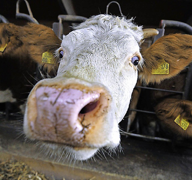 Der Viehbestand im Viehversicherungsverein Reichenbach nimmt ab.   | Foto: dpa