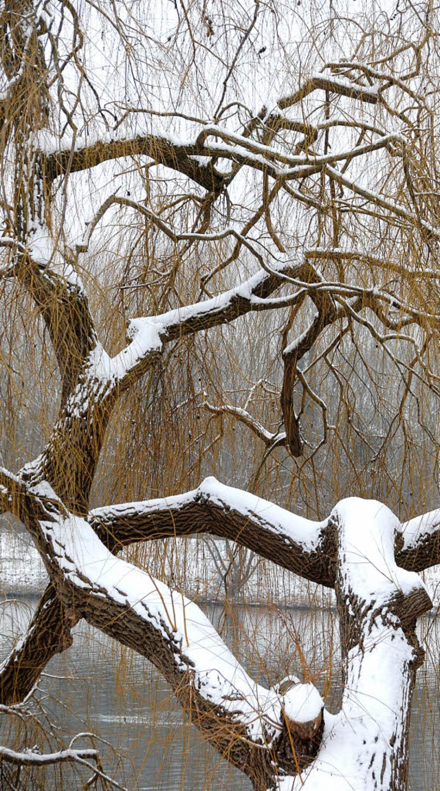 Sasbach. Wenn die Schneedecke auch nur...n einem ganz anderen Licht erscheinen.  | Foto: Roland Vitt