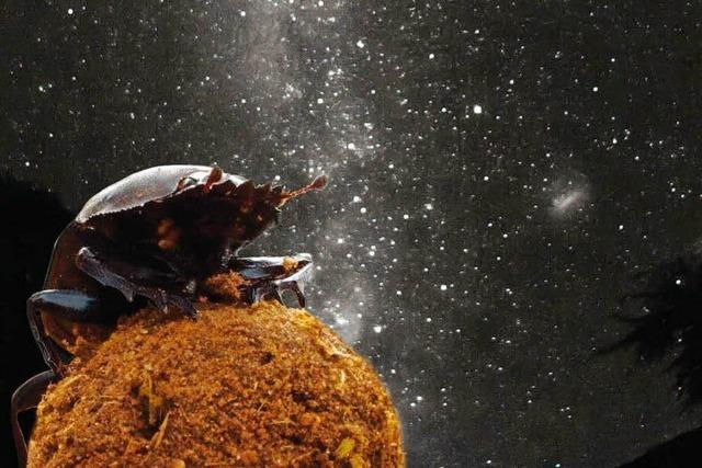 Insekten nutzen Sternenlicht zur Orientierung