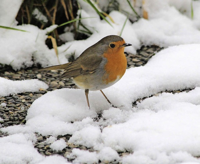   | Foto: Werner Schpflin