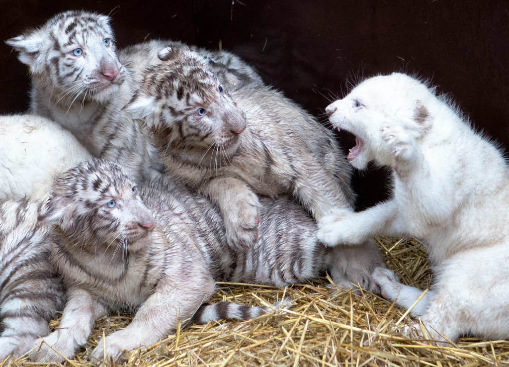 Tigerin Bianca hatte im Oktober Snowy, Ice, Mohan und Schwester Shiva zur Welt gebracht. Ende November folgten die Lwen Kim, Eva, Lio und Thabo.