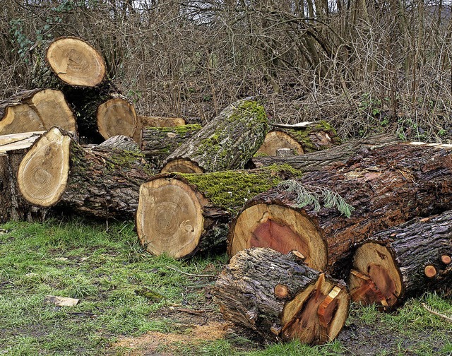 Ein zersgter Mammutbaum gibt in Brombach Rtsel auf.   | Foto: Schleer