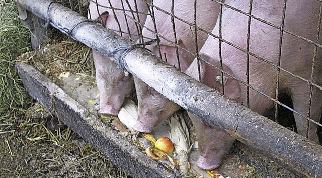 Schweine zum Anfassen erlebten die Kin... auf dem Bauernhof der Familie Sutter.  | Foto: Privat