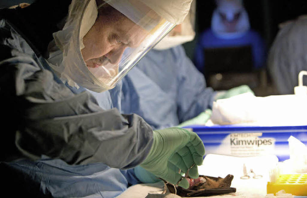 Hysterie ums Killervirus Bildung & Wissen Badische Zeitung