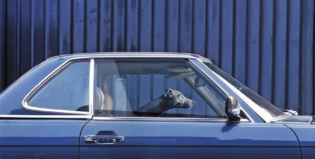 Passt Hund Maus nicht wunderbar in dieses schnittige Auto?   | Foto: Martin Usborne