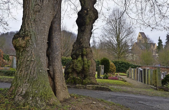 Knorrige Friedhofsbume in Sichtweite ... Bume sind hinfllig werden gefllt.   | Foto: Willi Adam