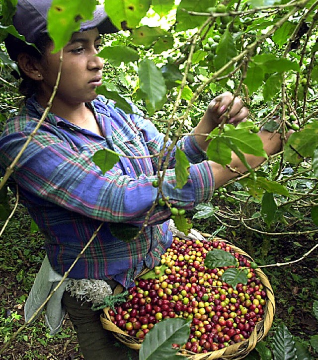 Wird der Kaffee im regenreichen Hochland angebaut, <ppp></ppp>  | Foto: MARIO LOPEZ