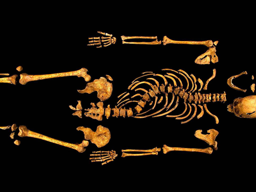 Er ist es wirklich: Forscher der Universitt Leicester haben nachgewiesen, dass es sich bei diesem Skelett um Knig  Richard III. handelt.