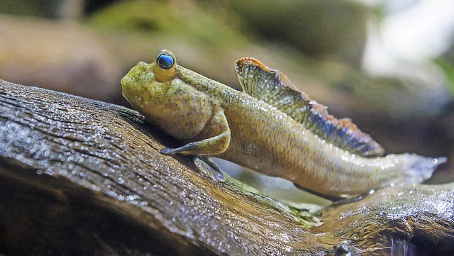   | Foto: Zoo Basel