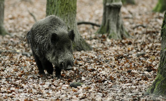 Im Sauwald der Sprache whlt Uwe Dick ...m und frdert manchen Trffel zutage.   | Foto: ddp