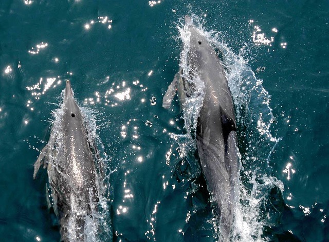 Ein Delfin-Junges hat 150 Artgenossen ...s offene Meer gelotst und so gerettet.  | Foto: AFP