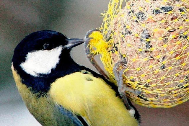62 Vogelarten tummeln sich in Freiburg und dem Landkreis