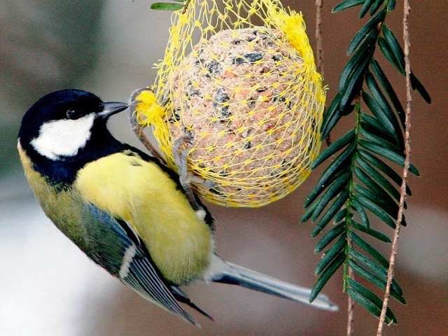 Landkreis- und landesweit ist die Kohlmeise am hufigsten.  | Foto: dpa