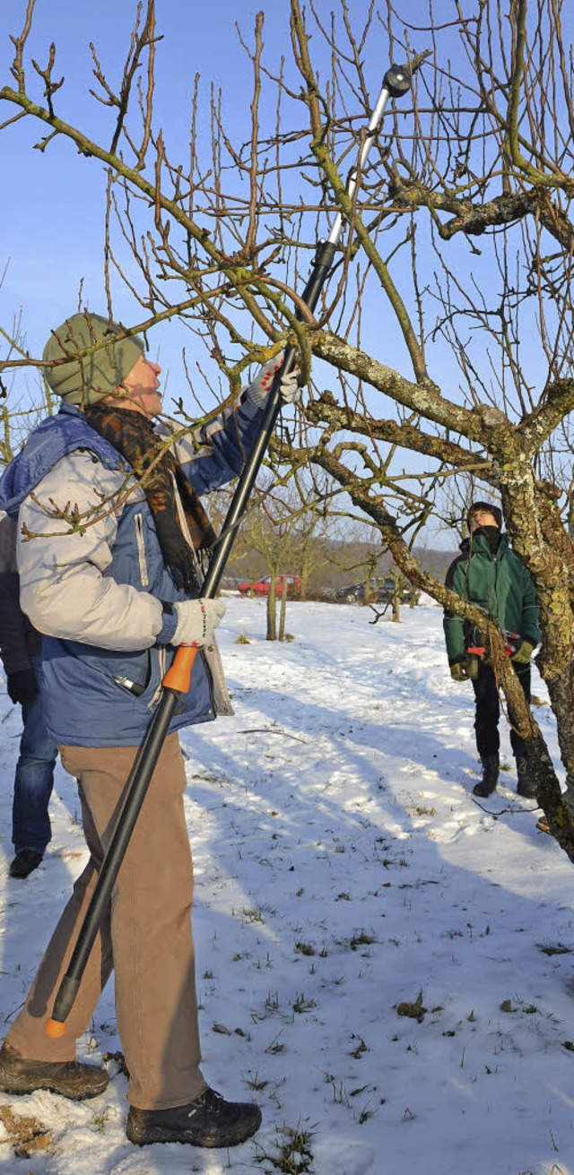 Obstbauberater Klaus Nasilowski erklrte, wie man Bume richtig schneidet.   | Foto: Truz