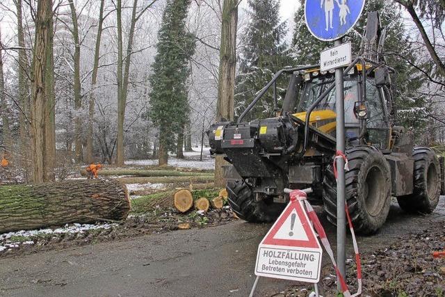 Nach 70 Jahren Aus fr Pappeln