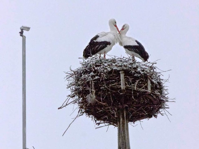 Das Storchenpaar in Ettenheim.  | Foto: Wolfgang Hoffmann