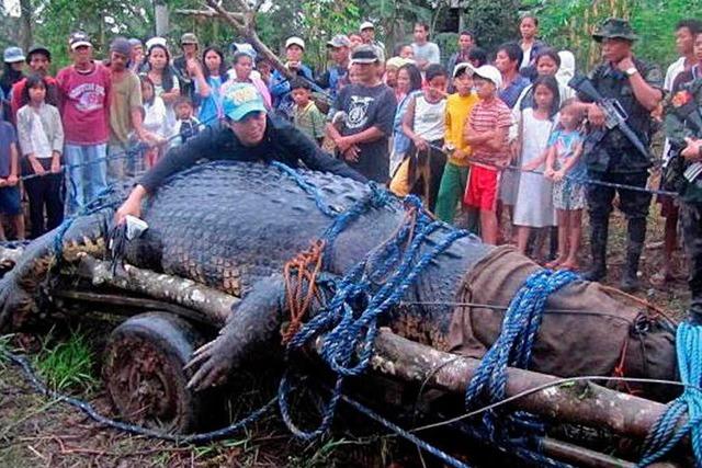 Das weltweit grte Krokodil ist gestorben