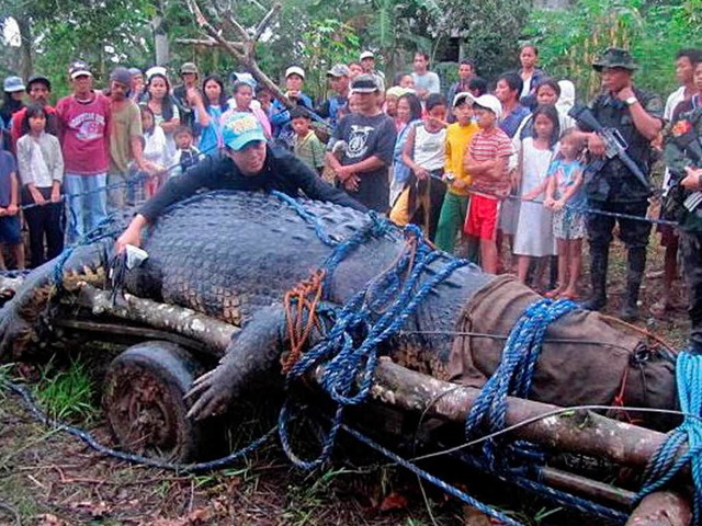 Das grte Krokodil der Welt ist gesto...ramm schwere Reptil gefangen genommen.  | Foto: dpa
