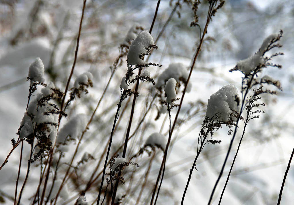 Nicht nur Fastnacht ist schn: Winter in Waldkirch und im Kohlenbacher Tal