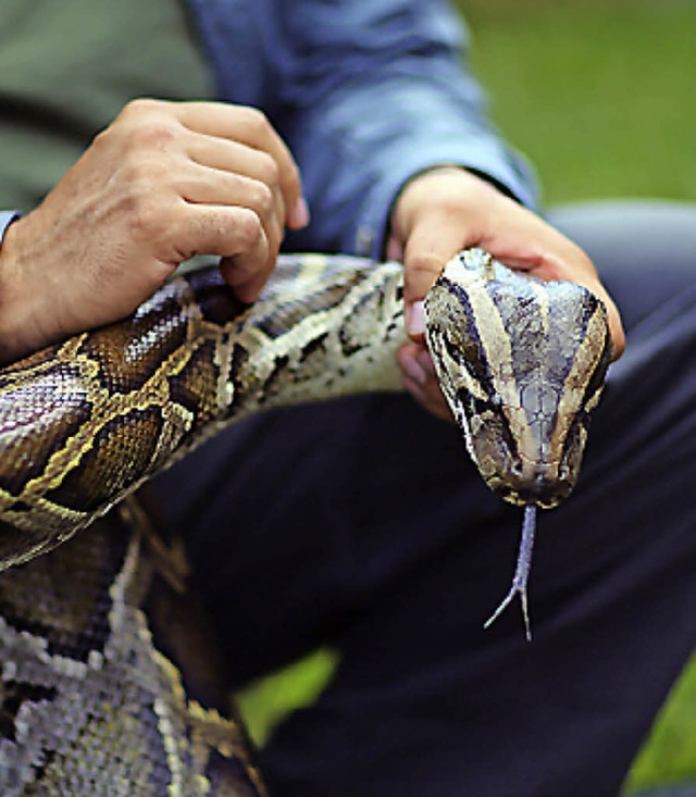 Python in Menschenhand   | Foto: AFP