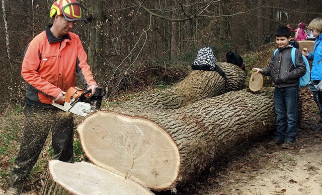 Baumfllaktion im Bleichheimer Wald: A... gut 110-jhrige Eiche gefllt wurde.   | Foto: Privat
