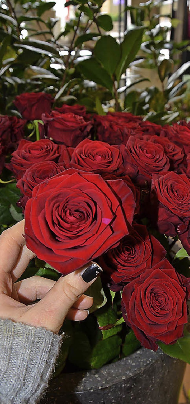 Die Rose ist die gefragteste Blume am Valentinstag.   | Foto: Jil Schfer