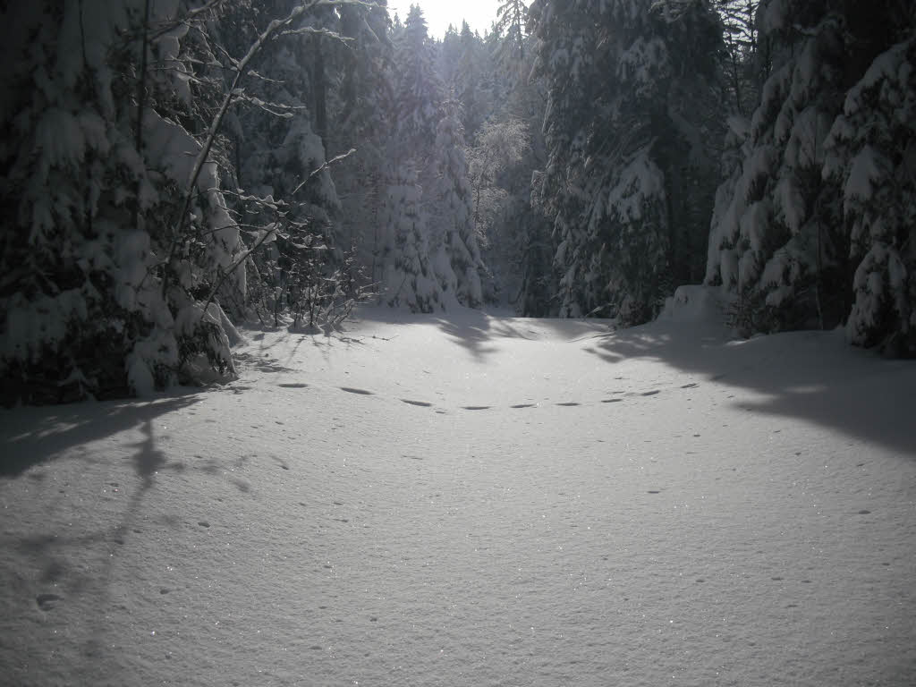 Weihekopf im Schnee