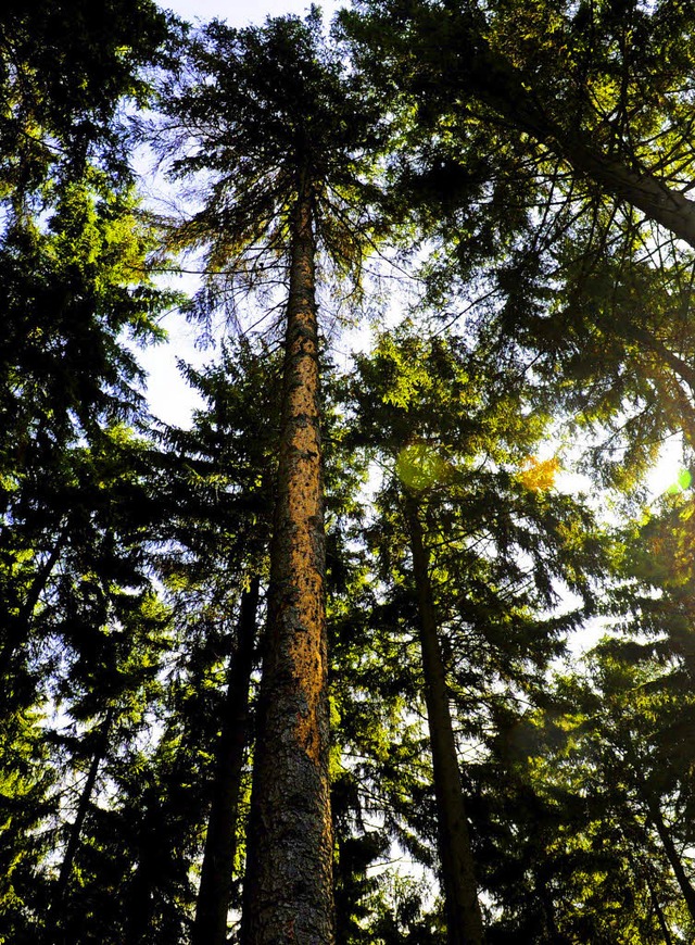 Einen wichtigen Beitrag zum Klimaschutz leistet der Wald.  | Foto: Norbert Millauer/dapd