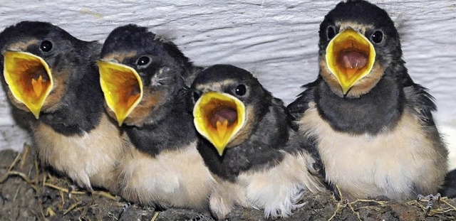 Hilfe bei der Versorgung und Betreuung...gtieren braucht der Tierschutzverein.   | Foto: dpa