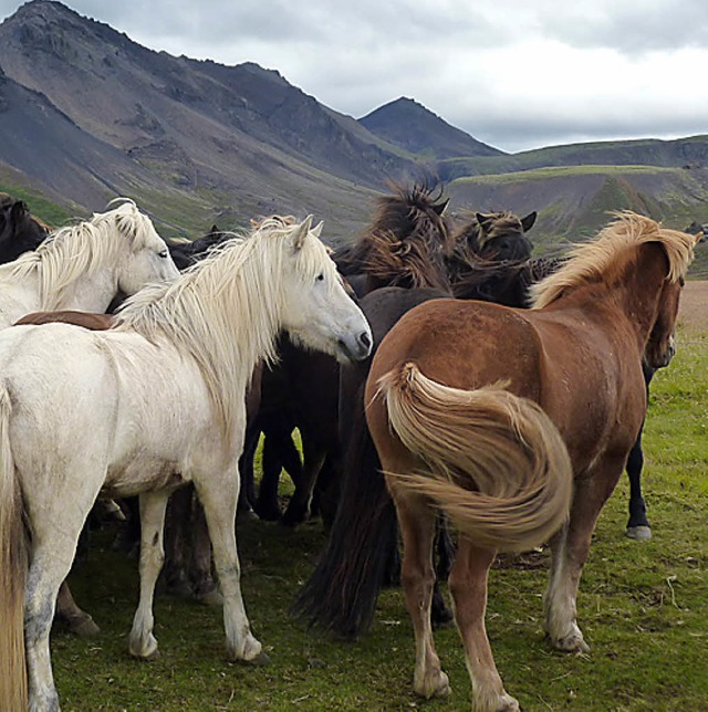 Pferde Island  | Foto: Verwendung weltweit, usage worldwide