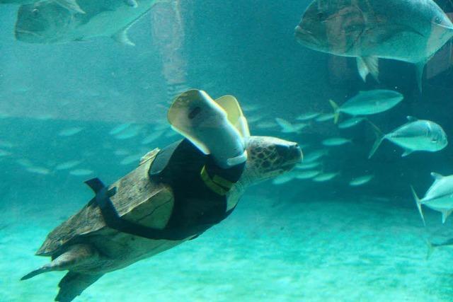 Schwimm-Prothese für verletzte Schildkröte