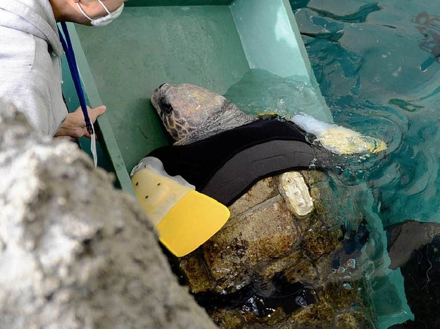 Ein Fischer hatte das verletzte Tier g... Aquarium des Aqualife Park bergeben.  | Foto: AFP