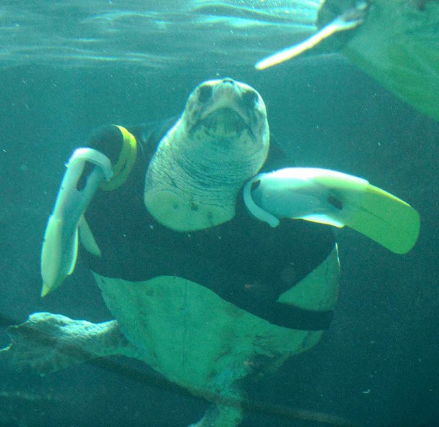 Die Schildkrte kam wohl einem Hai zu ... der Attacke konnte Yu kaum schwimmen.  | Foto: AFP