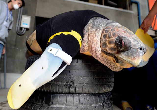 Die Mitarbeiter des Suma Aqualife Park...it Yu wieder richtig schwimmen konnte.  | Foto: AFP