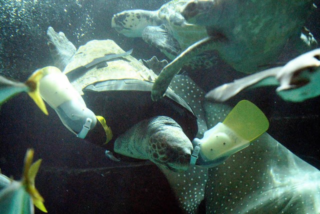 Die etwa 25 Jahre alte  Yu kann Dank d...it den anderen Schildkrten schwimmen.  | Foto: AFP