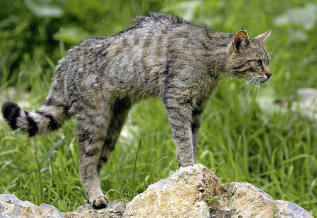 Die Europische Wildkatze soll auch im Raum Ettenheim verbreitet sein.   | Foto: Ronald Wittek