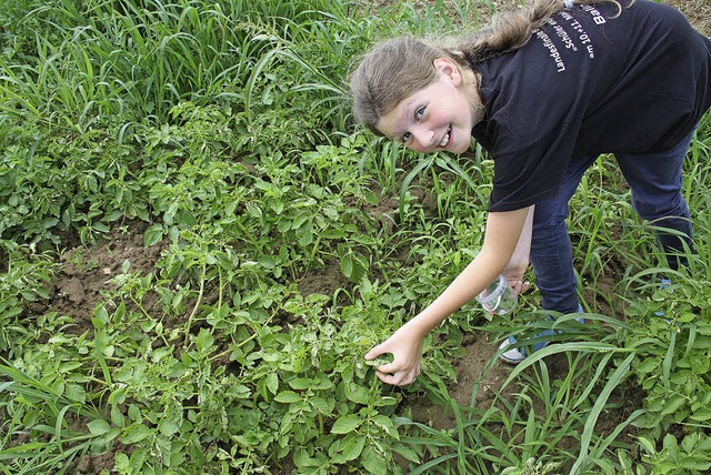 Antonia Mnchenbach (11 Jahre) erforschte die Kartoffelkfer.  | Foto: privat