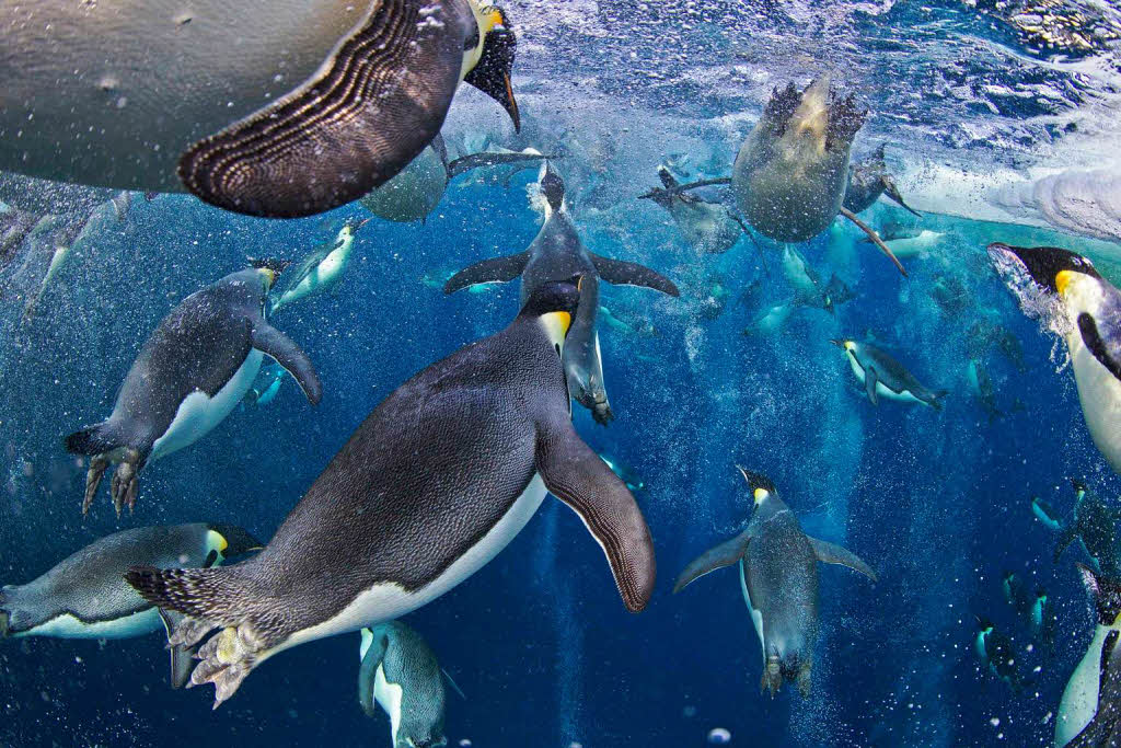 Pinguine in der Antarktis: Erster Platz fr Fotograf Paul Nicklen in der Kategorie „Naturfoto“.
