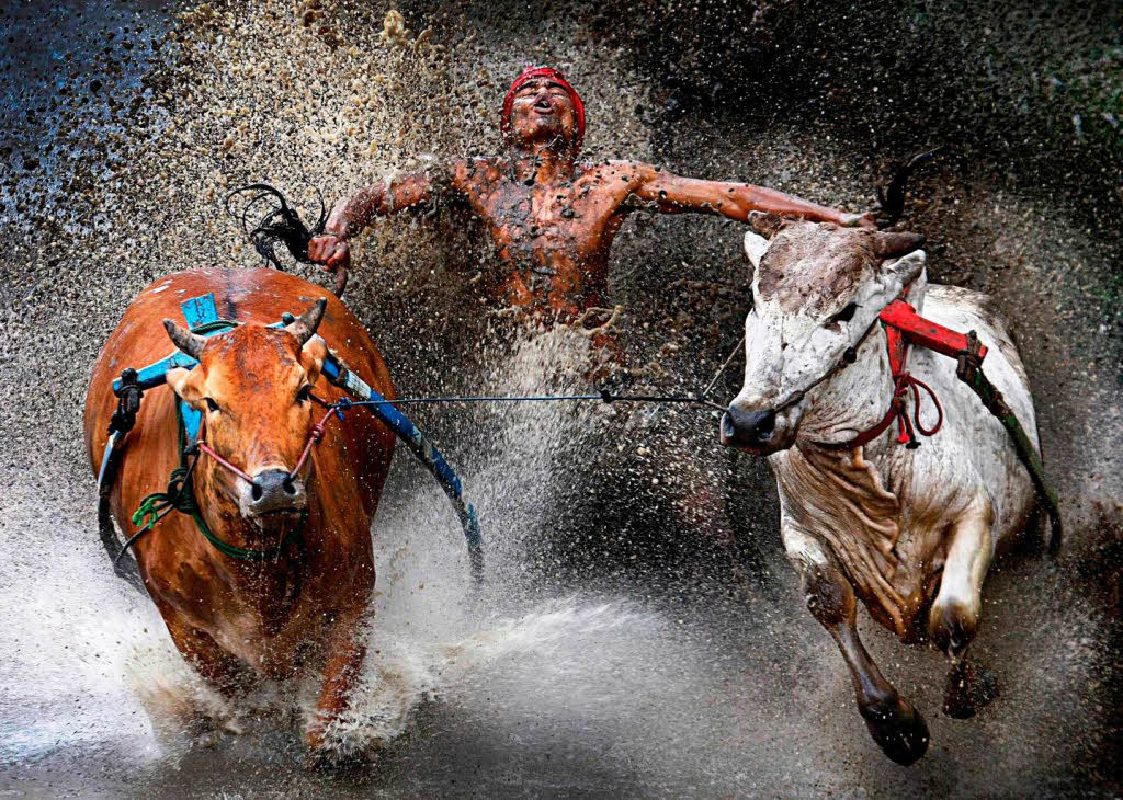 Dieses Bild von Wei Seng Chen ist Preistrger in der Kategorie „Sportfotografie“ und zeigt ein Stierrennen in Indonesien.