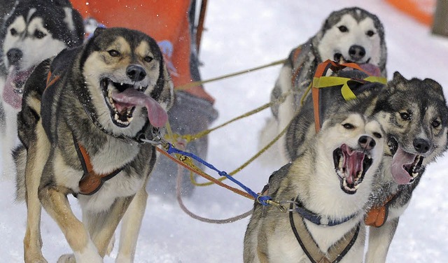 Losrennen drfen die Schlittenhunde in...ende ist auch Deutsche Meisterschaft.   | Foto: dpa