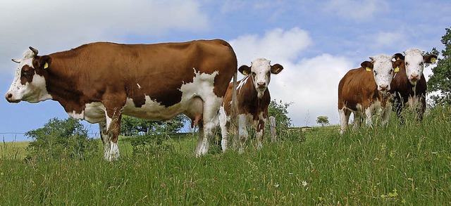Das Bild von der Kuh als Klimakiller w...  Anita Idel in Frhnd zurechtrcken.   | Foto: Berger