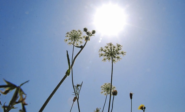Energie aus Sonne: Mit der Genossensch...f lokaler Ebene dauerhaft  verankern.   | Foto: Ralf Staub