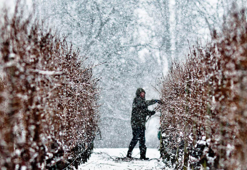 Schneeflocken fallen am am Rande von Flrsheim-Wicker in Hessen  in einen winterlichen Weinberg.