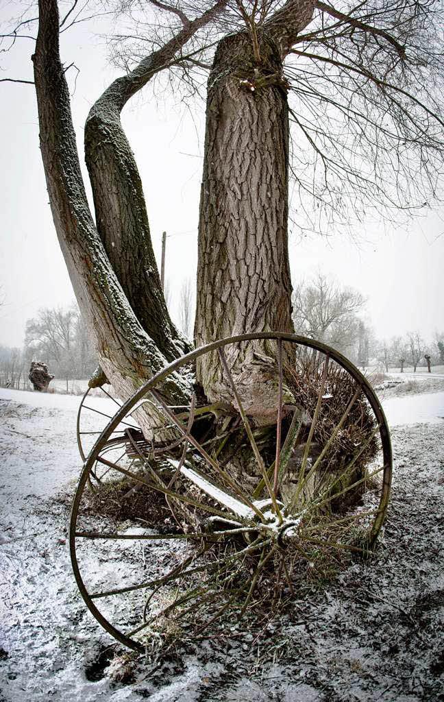 Die metallenen Rder eines alten Heuwenders schauen am Rande von Flrsheim-Wicker in Hessen aus dem Stamm einer alten Weide hervor.