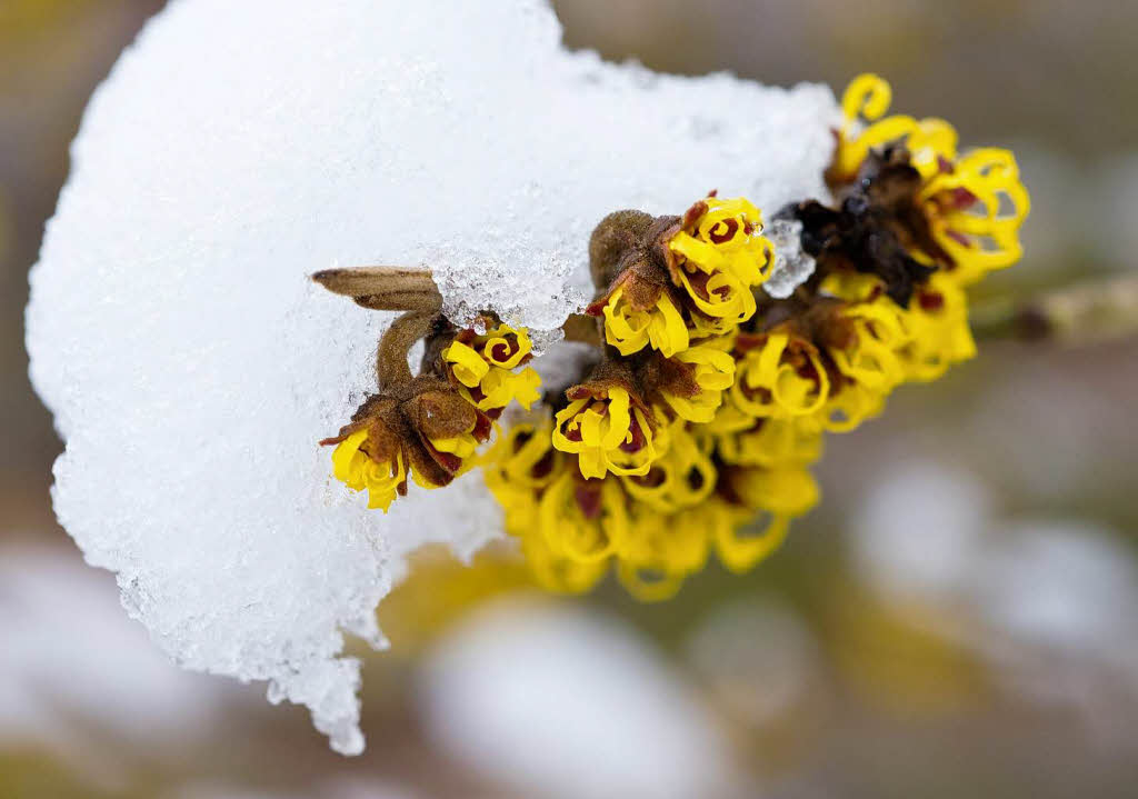 Die ersten gelben Blten einer Zaubernuss leuchten an einem mit Schnee bedeckten Ast in einem Garten in Jacobsdorf in Brandenburg.