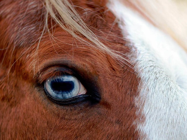 Der Pferdefleischskandal zieht immer weitere Kreise.  | Foto: dpa