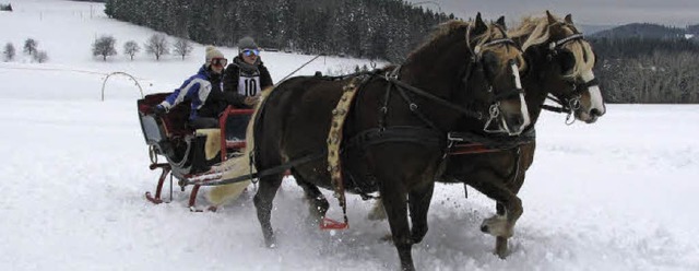 Erschwerte Bedingungen beim Pferdeschl... Pferde nicht ihr hchstes Tempo auf.   | Foto: Monika Rombach