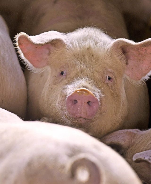 Viele Schweinezchter haben zuletzt aufgegeben.   | Foto: dpa